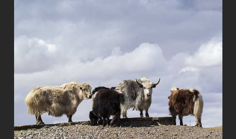 Yak (Bos mutus)