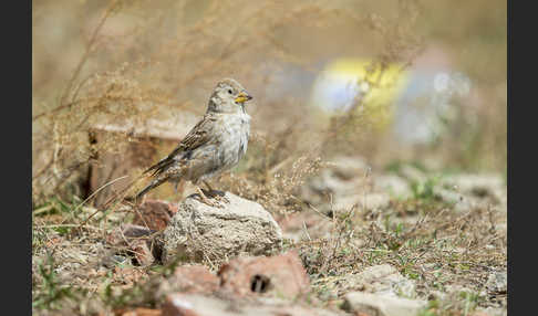 Steinsperling (Petronia petronia)