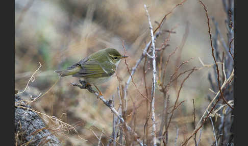 Wanderlaubsänger (Phylloscopus borealis)