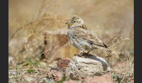 Steinsperling (Petronia petronia)