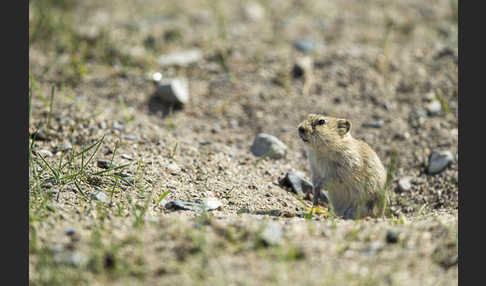 Brandt-Wühlmaus (Lasiopodomys brandtii)