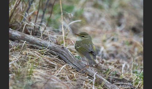 Wanderlaubsänger (Phylloscopus borealis)