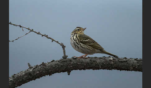 Waldpieper (Anthus hodgsoni)