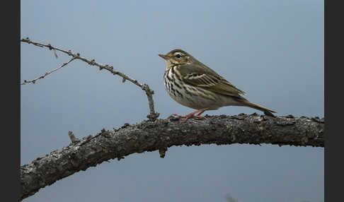 Waldpieper (Anthus hodgsoni)