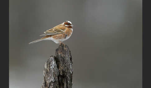 Waldammer (Emberiza leucocephalos)