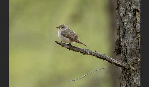 Taigaschnäpper (Ficedula albicilla)