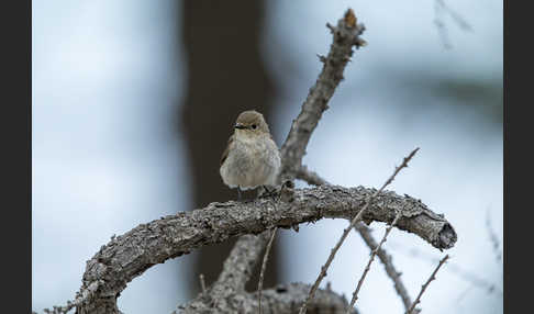 Taigaschnäpper (Ficedula albicilla)