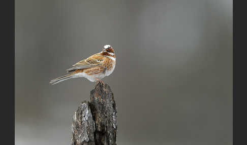 Waldammer (Emberiza leucocephalos)