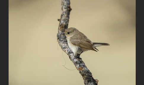 Taigaschnäpper (Ficedula albicilla)