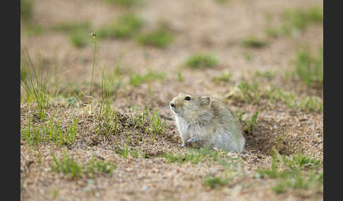 Brandt-Wühlmaus (Lasiopodomys brandtii)