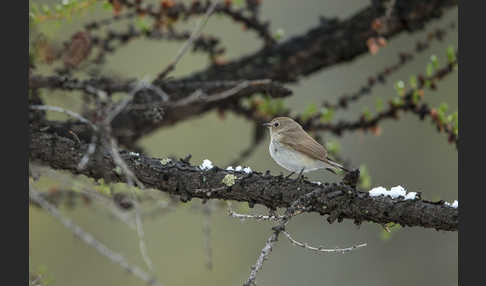 Taigaschnäpper (Ficedula albicilla)