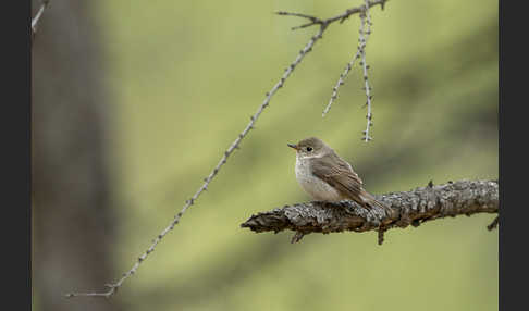 Taigaschnäpper (Ficedula albicilla)