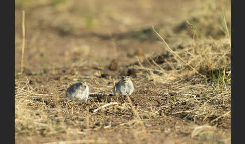 Brandt-Wühlmaus (Lasiopodomys brandtii)