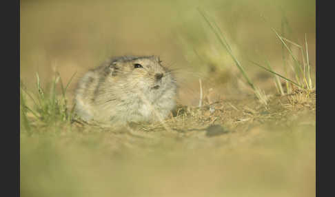 Brandt-Wühlmaus (Lasiopodomys brandtii)