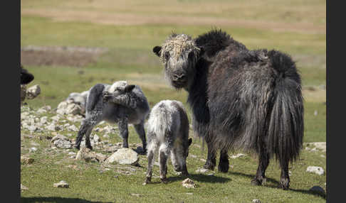 Yak (Bos mutus)