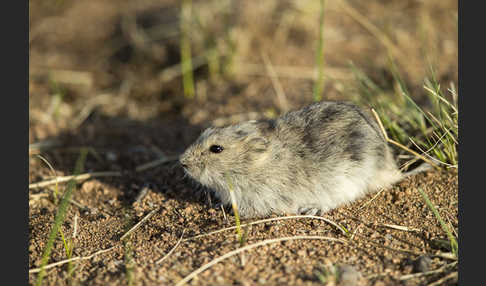 Brandt-Wühlmaus (Lasiopodomys brandtii)