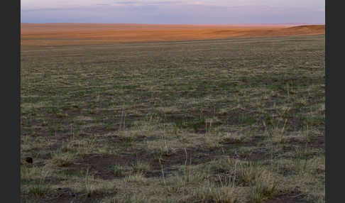 Mongolei (Mongolia)