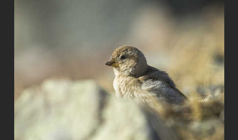 Steinsperling (Petronia petronia)