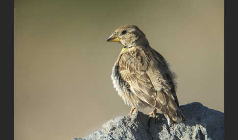 Steinsperling (Petronia petronia)