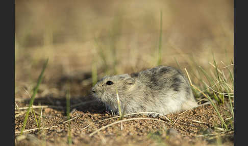 Brandt-Wühlmaus (Lasiopodomys brandtii)