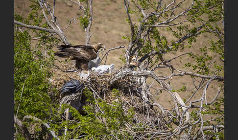 Steinadler (Aquila chrysaetos)