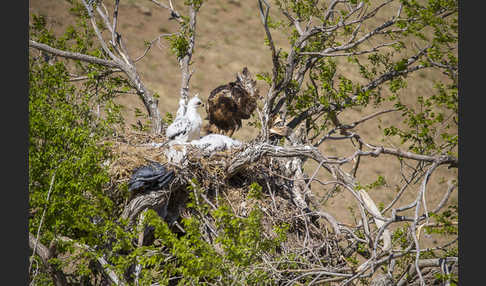 Steinadler (Aquila chrysaetos)