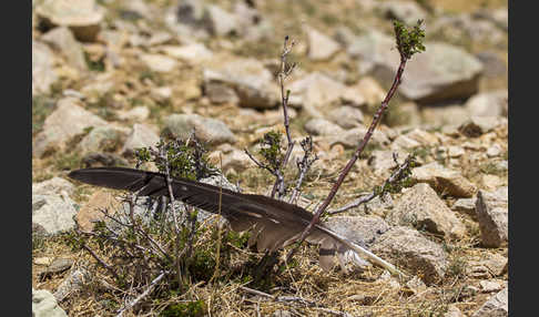 Steinadler (Aquila chrysaetos)