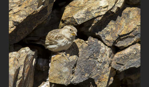 Steinsperling (Petronia petronia)