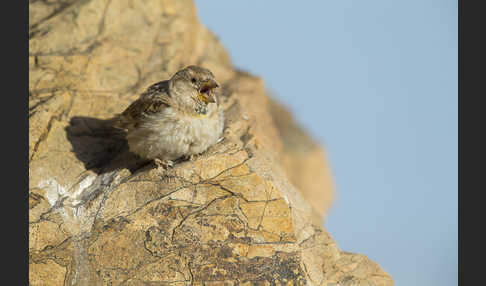 Steinsperling (Petronia petronia)