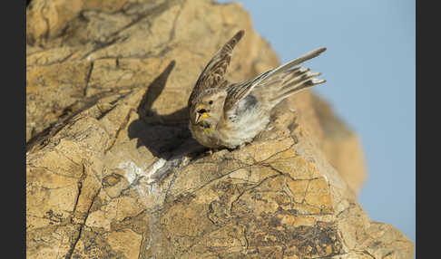 Steinsperling (Petronia petronia)