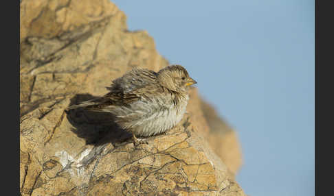 Steinsperling (Petronia petronia)