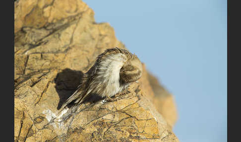 Steinsperling (Petronia petronia)