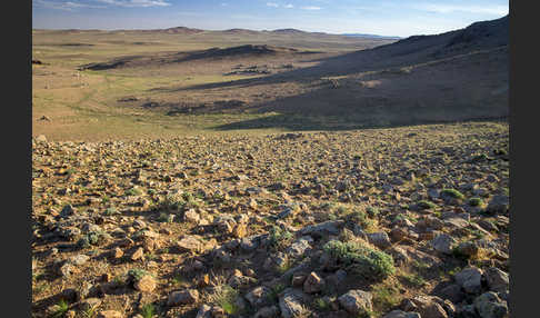 Mongolei (Mongolia)