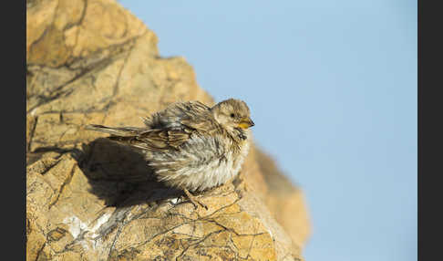 Steinsperling (Petronia petronia)