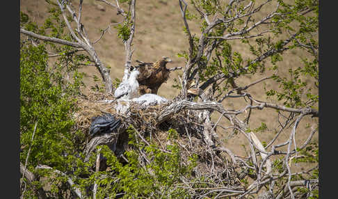 Steinadler (Aquila chrysaetos)