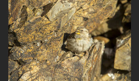 Steinsperling (Petronia petronia)