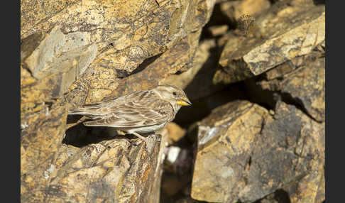 Steinsperling (Petronia petronia)