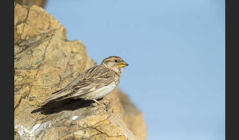 Steinsperling (Petronia petronia)