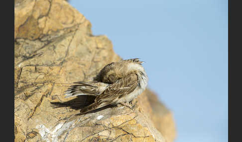 Steinsperling (Petronia petronia)