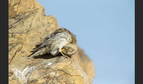 Steinsperling (Petronia petronia)