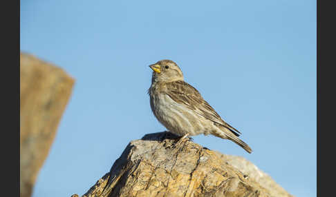 Steinsperling (Petronia petronia)