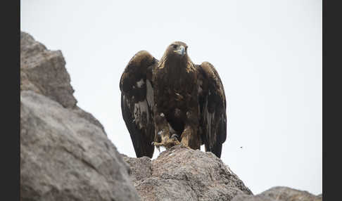 Steinadler (Aquila chrysaetos)