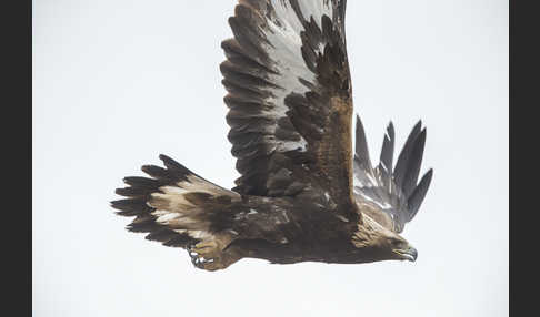 Steinadler (Aquila chrysaetos)