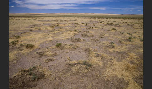 Mongolei (Mongolia)