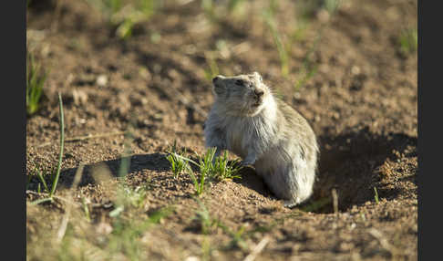 Brandt-Wühlmaus (Lasiopodomys brandtii)