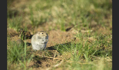 Brandt-Wühlmaus (Lasiopodomys brandtii)