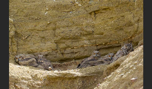 Uhu spec (Bubo bubo dauricus)