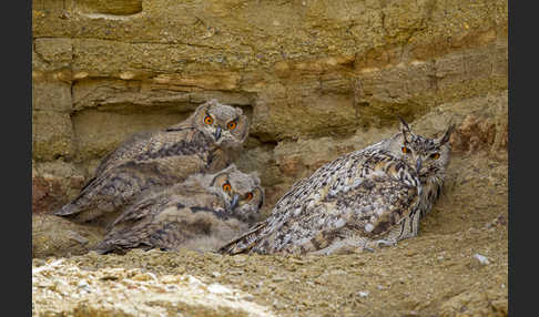 Uhu spec (Bubo bubo dauricus)