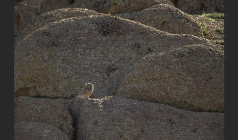 Steinkauz (Athene noctua)