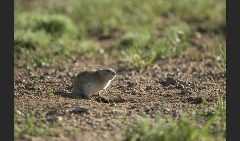 Brandt-Wühlmaus (Lasiopodomys brandtii)